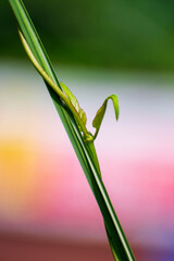 Fresh green leaves background shallow depth of field partially focused photography