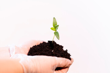 Plant in hands on isolated background.Planting plants at home in box in the soil for home seedlings.