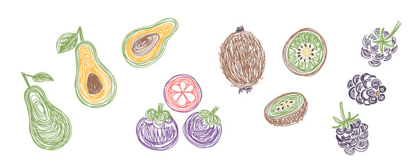 Avocado, mangosteen, kiwi and blackberry. Fruit bundle. Hand drawn vector illustration. Pen or marker doodle sketch