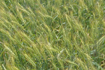 field of wheat