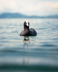 Swimming common Coot