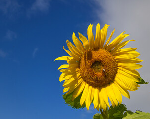 Sunflower with left side against blue sky and right side against cloud 