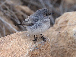 Blackstart bird in a desert