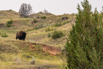 American Bison in the field of Theodore Roosevelt NP, North Dakota