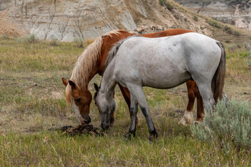 Wild horses in Theodore Roosevelt NP, North Dakota