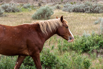 Wild horses in Theodore Roosevelt NP, North Dakota