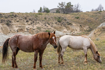 Naklejka na ściany i meble Wild horses in Theodore Roosevelt NP, North Dakota