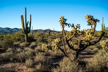 An overlooking view of Lost Dutchman SP, Arizona