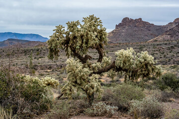 A Teddy Bear Cholla in Lost Dutchman SP, Arizona