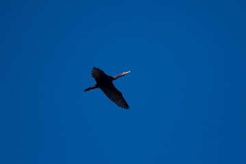 Double-Crested Cormorant in flight over a New York state park