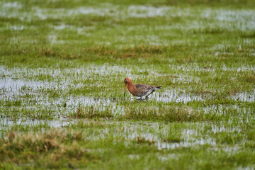 black tailed godwit, Limosa limosa, long billed shorebird