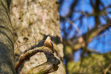Eurasian nuthatch or wood nuthatch, Sitta europaea