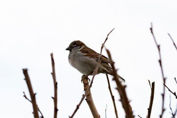 Sparrow bird perched on tree branch. Sparrow bird wildlife
