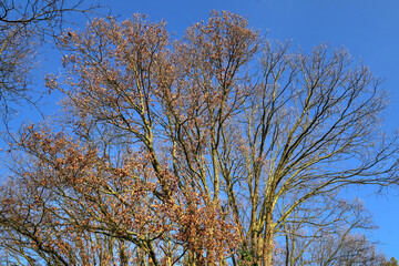 Baumkronen im Herbst