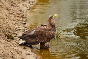 A sea eagle is drinking in the water. Water droplets leak from the beak. Reflection in the lake. Detailed, yellow beak brown feathers, animal themes