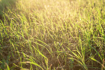 Green grass with sunset views. Blurred natural background.