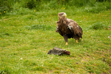american bald eagle