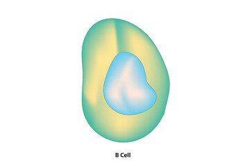 B cell structure (type of lymphocyte that are responsible for the humoral immunity component of the adaptive immune system)