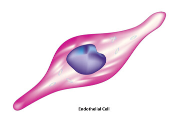 Endothelial Cell (single cell layer that lines all blood vessels and regulates exchanges between the bloodstream and the surrounding tissues)