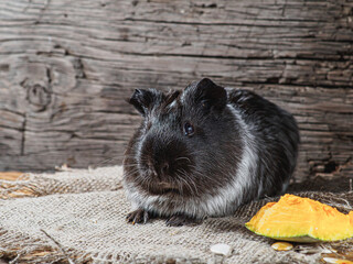 guinea pig sits on burlap. Old wooden background. Looking into the camera.