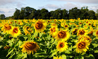 Sunflower Field with  woodland in the background 