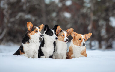 Corgi dog in the snow. Dog in winter. Dog in nature.