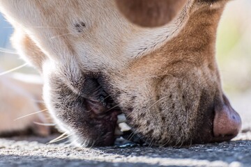Perro buscando en el suelo