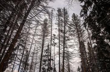 Snow-covered firs in the winter forest. Landscape of cold winter in Russia