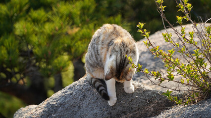 Wild Flower, Three Color Cat.