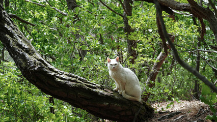 A white cat on a pine tree.