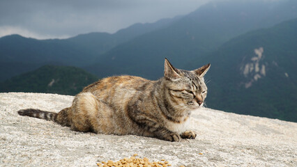Obraz premium cat on the rock