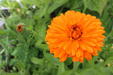 natur