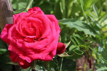 natur