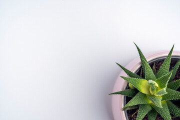 Juicy Haworthia flower in a pink pot on a white background, top view, copy space