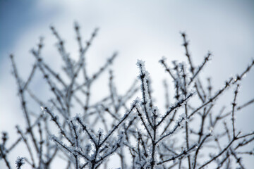 Winter scenery, frozen branches close up.