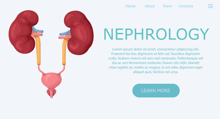 Nephrology. Template and banner. Flat vector illustration. Medical treatment and healthcare clinic landing page.