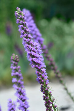 Prairie Blazing Star