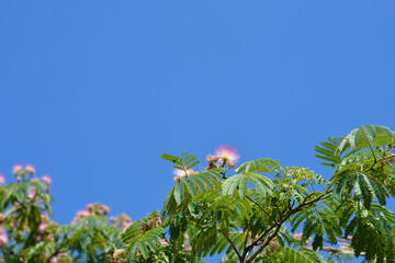 Silk tree