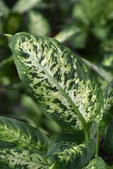 Dumb Cane Compacta