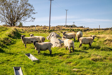 Fototapeta premium Flock of sheep waiting for food from their owner