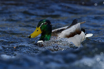 Stockente im Frühjahr in der Spree	