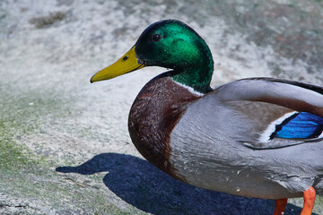 Stockente im Frühjahr in der Spree	