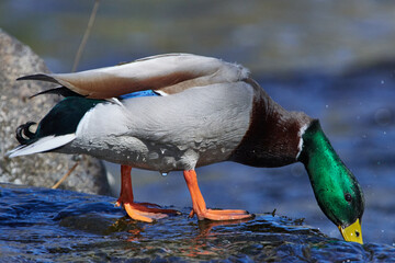 Stockente im Frühjahr in der Spree	