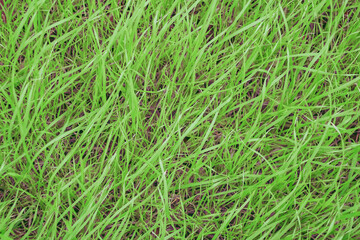 Top view of green young grass . Natural background