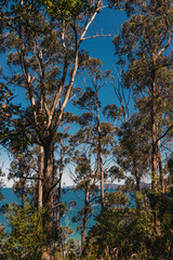beautiful scenary of the Pacific Ocean and thick native vegetation shot from a vantage point during a hike in Southern Tasmania