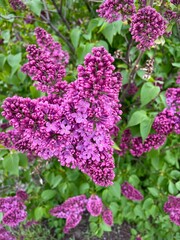 large horizontal photo. blooming lilac. spring time. purple lilac. nature.