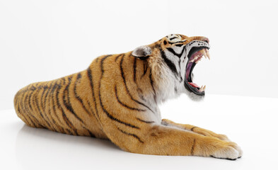 Tiger roaring isolated on white