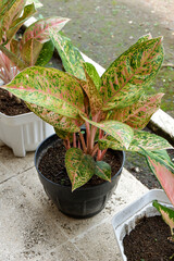 Aglaonema bigroy or aglaonema lulaiwan clumps in the pot. This ornamental plant is booming in...