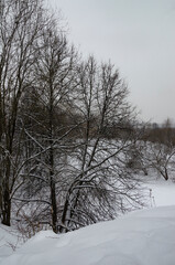 Trees in snow in the park