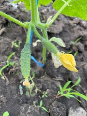 large horizontal photo. summer time. eco. small cucumber on a branch. flowering of vegetable crops. yellow flower and cucumber sprout on a branch in a greenhouse. healthly food.